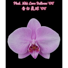 Орхiдея Phal. Miki Strawberry Freckle 118 big lip - купити